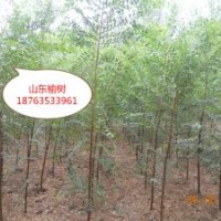 榆樹基地，榆樹價格，供應(yīng)6公分榆樹