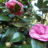 出售茶花紅色粉色