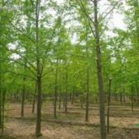 銀杏樹 白果樹 實(shí)生銀杏 嫁接銀杏