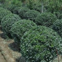 基地批發(fā)常綠耐寒綠化苗木大葉黃楊冬青球各種規(guī)格齊全球形好