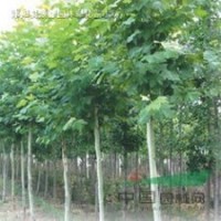 綠化喬木 法桐小苗 法國梧桐