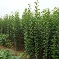 江蘇高桿女貞價(jià)格是多少