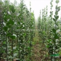 大量批發(fā)北方耐寒植物北海道黃楊學(xué)名冬青衛(wèi)矛也稱大葉黃楊籬笆苗