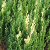 球類植物花柏 側(cè)柏、金絲桃、海桐、石榴、紅天竹、雪松