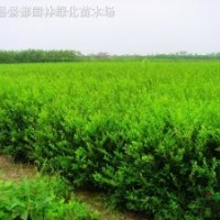 紅葉女貞、水臘、薔薇、迎春、連翹、側(cè)柏