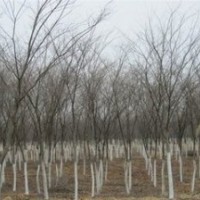 長期供應米徑2公分櫸樹價格 3公分櫸樹價格 南京櫸樹產地