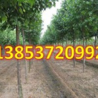 造型國槐價格 造型國槐熱銷