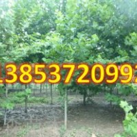 8-20公分造型國槐樹