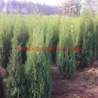 北京檜、雪松、側(cè)柏、爬行地柏
