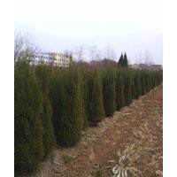 銷售金葉女貞 紫葉李 紫葉桃 竹柳 薔薇 北海道黃楊 連翹等