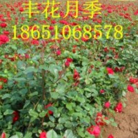 月季價格，豐花月季價格，月季哪里便宜，批發(fā)月季