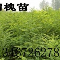 ★國槐小苗哪里有 1-15公分國槐 一年生優(yōu)質(zhì)國槐小苗