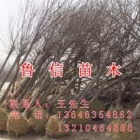 供應(yīng)工程苗木 綠化苗木