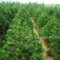 長(zhǎng)期供應(yīng)白皮松