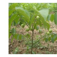 沂蒙薄殼核桃，中農(nóng)短枝核桃苗，香菱核桃苗