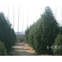 出售白皮松,玉蘭,瓜子黃楊,木瓜,龍柏