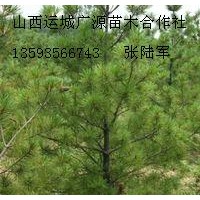 4米油松大量低價(jià)優(yōu)惠供應(yīng)