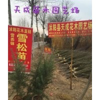 大量營(yíng)養(yǎng)缽雪松苗