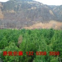 優(yōu)質(zhì)白皮松1米到2米