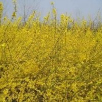 銷售：連翹，迎春，黃刺梅，龍柏，蜀檜