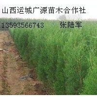 2米側(cè)柏大量低價(jià)優(yōu)惠供應(yīng)