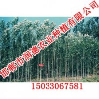 優(yōu)質楊樹直銷-《邯鄲潤德農(nóng)業(yè)》