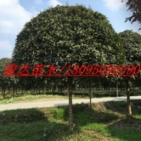 四川紫薇/四川桂花樹/四川紅豆杉/四川銀杏/四川櫻花