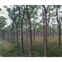 低價供應欒樹