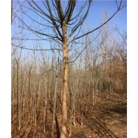 國(guó)槐價(jià)格12公分國(guó)槐多少錢(qián)一棵