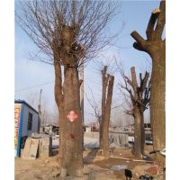 60公分皂角樹(shù)多少錢(qián)一棵山東皂角樹(shù)價(jià)格