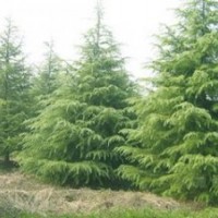 豫南基地供應雪松高度4，5米，數(shù)量較多