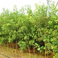 黃櫨（獨(dú)桿高60定干，4個(gè)分支以上）