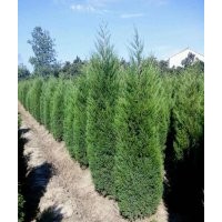 江蘇山東安徽河南河北低價(jià)出售蜀檜苗木基地