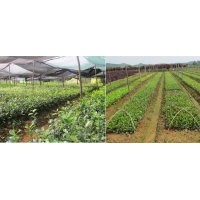 一年生茶花小苗供應(yīng)