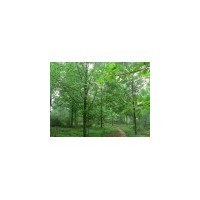 供應(yīng) 馬褂木