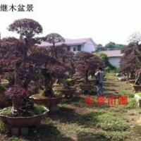 專業(yè)批發(fā)紅花繼木球-紅花繼木球價(jià)格（最新更新）湖南紅花繼木球