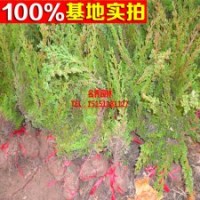 直銷地柏苗 成活率高 地柏小苗