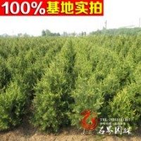 銷售華山松 華山松小苗 規(guī)格齊全