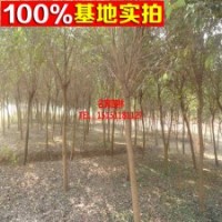 供應苗木 廠家常年供應獨桿女貞