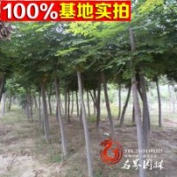 銷售供應(yīng)南欒 優(yōu)質(zhì)供應(yīng)南欒樹(shù)苗