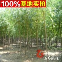 常年批發(fā) 各種規(guī)格柳樹(shù) 速生柳