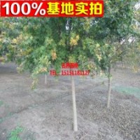 五角楓樹(shù)苗 工程苗 規(guī)格齊全