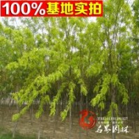 批發(fā)優(yōu)質(zhì) 【刺槐】苗 工程綠化苗