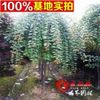 垂梅基地常年批發(fā)供應(yīng) 高桿垂枝梅