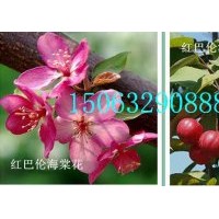 紅巴倫海棠，長勢快，紅花，大果，臨沂北美海棠研究所