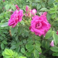 四季玫瑰 金銀木 紫丁香 迎春花 珍珠梅