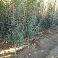 西府海棠 紅寶石海棠 鉆石海棠 北美海棠