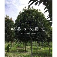 成都桂花基地|四川桂花哪家便宜|四川高桿桂花批發(fā)|成都桂花