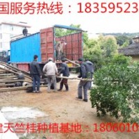 浙江工廠綠化行道樹價格 10公分天竺桂浙江樟最新價格