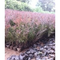 唐山李清苗圃場出售小檗杯苗